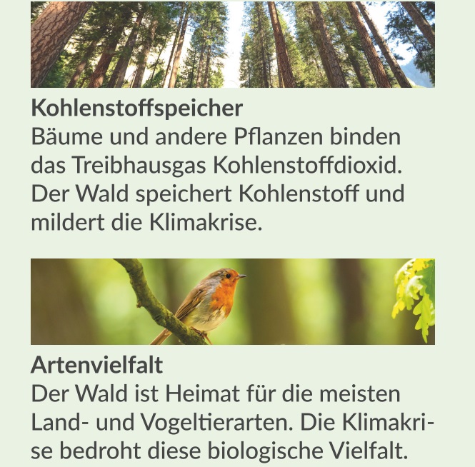 Poster „Was der Wald alles kann“